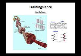 Trainingslehre
