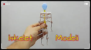 İskelet modelinin yapılışı i̇skelet modeli nasıl yapılır i̇skelet modeli yapımı i̇skelet başlı başına bir mühendislik harikasıdır. Dna Modeli By Ugur Tarim