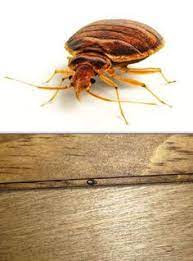 2 years ago (oct 1, 2018). 10 Pests Ideas Bed Bugs Pests Pest Control