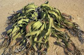 Image result for Embelia welwitschii