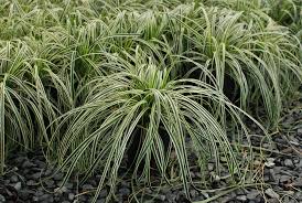 Image result for Carex angolensis
