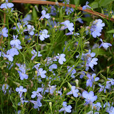 Image result for Lobelia erinus