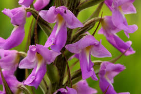 Image result for Brachycorythis