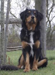 Black And Tan Australian Shepherd English Shepherd Male Black And Tan W White English Shepherd Shepherd Dog Breeds English Shepherd Dogs