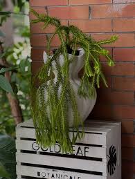 Image result for Huperzia bampsiana