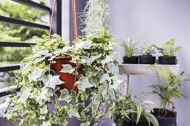 A guide to the best flowering plants for indoors. 10 Indoor Plants That Improve Overall Health And Wellness One Green Planet
