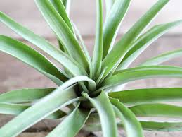 Image result for Buchnera capitata