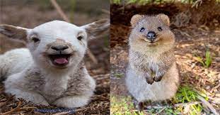 The wild animals that roam our planet are known for their majesty, their ferocity, and, apparently, their comedic timing. I Can Has Cheezburger Smiling Animals Funny Animals Online Cheezburger