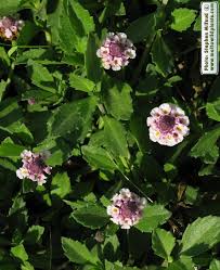 Image result for Lippia oatesii