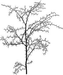 Image result for Gymnosporia maranguensis