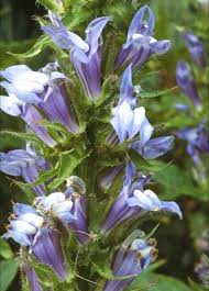 Image result for Lobelia lobata