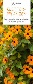 Kletterpflanzen Die 10 Besten Fur Zaune Mauern Plantura Pflanzen Kletterpflanzen Winterharte Kletterpflanzen