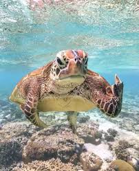 Sea Turtle Flippin Da Bird Cute Turtles Funny Animals Turtle