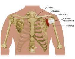 Scapula bone 3d model 3d model. Shoulder Pain And Problems Stanford Health Care
