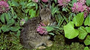The problem is the intestinal gas that can occur when eating clover in higher quantities. Get Rid Of Pest Rabbits