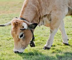 "DNC : la faillite d'une politique sanitaire" - Aveyron - Le Petit Journal