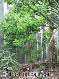Image result for Euphorbia grantii