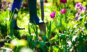 If it's growing in your garden or flower beds, you'll want to adjust. Moss Removal How To Get Rid Of Moss In Your Garden Express Co Uk