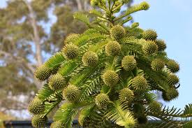 Image result for Araucariaceae