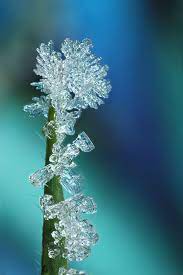 Frost On Grass 2 Snow Photography Snow Crystal Weather Art
