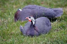 Guinea Fowl Birds That Look Like Turkeys Pin On Wild Fowl