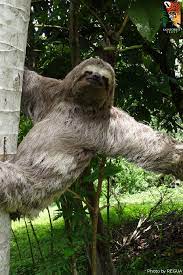 This Young Three Toed Sloth Was Spotted By Our Brazilian Partner Regua Three Toed Sloth Rainforest Trust Endangered Species
