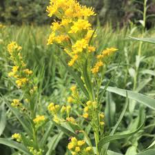 Image result for Solidago