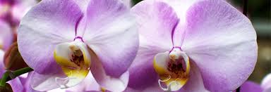 Their unmatched beauty they are ideal apology flower for your wife or girlfriend. The Amazing True History Of Orchids And What Their Colors Represent Plainview Pure