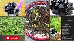 Pada suatu hari, adik ipar aku yang bekerja di uitm melaka beritahu , profesor dia yang ada darah tinggi hanya makan cincau sahaja. Rahsia Cara Membuat Cincau Sendiri Mudah Bersih Puas Hati Halal Youtube