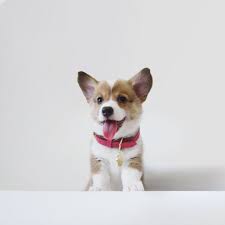 Breeders of merit are denoted by level in ascending order of: Pembroke Welsh Corgis A Puppy Buying Guide