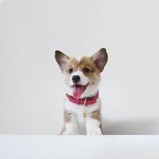 Our puppies are drivey, active, and energetic, and are rarely happy just warming the couch. Pembroke Welsh Corgis A Puppy Buying Guide