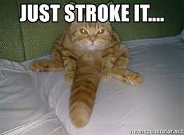 I like to stroke it before bed. Just Stroke It Cat Penis Meme Generator