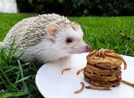 Are You Looking For Best Food For Hedgehogs You Do Not Know How To Choose Food Or Cat Food For Your Pet This Article Will Hedgehog Pet Hedgehog Hedgehog Care