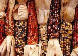 The Local Crank: Selutsunigististi (Green Corn Ceremony)