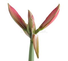 Flower Amaryllis Buds Stock Photo In 2021 Amaryllis Amaryllis Painting Flowers