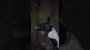 Bogazina Yabanci Cisim Takilan Kopek Oksurmesi