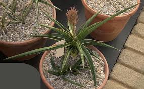 Image result for Dracaenaceae