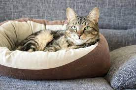 With over hundreds of cat beds to choose from, our 2021 best cat bed buying guide provides the top 9 brands of cat beds for cats, and small dog breeds. The 12 Best Cat Beds Of 2021 All About Cats