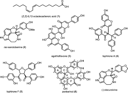 Image result for Campylospermum densiflorum