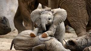 African Elephant | National Geographic Kids