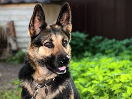Puppies, dogs for sale in ontario, looking to buy,sell puppies, dogs in ontario? 50 Best Names For German Shepherds Healthypets Blog