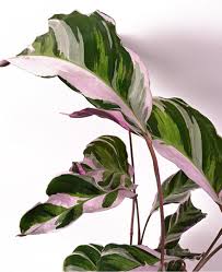 Image result for Ktenante Ctenanthe