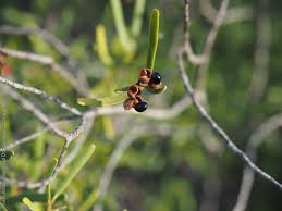 Image result for Striga linearifolia