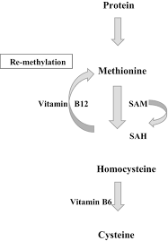 Image result for Homocysteine