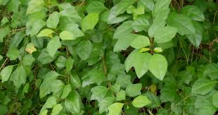 Spesies ini umumnya digunakan sebagai tanaman hias dan bonsai. Ciri Ciri Pohon Wareng Gmelina Di Alam Liar Ciriciripohon Com