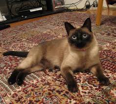 Maybe you would like to learn more about one of these? Sad Story How My Cat Died Steemit