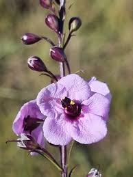 Image result for Sopubia ramosa