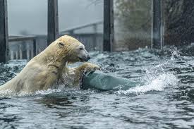 26,023 likes · 2,605 talking about this · 3,952 were here. Zoo Praha Ledni Medvedi Tom Berta A Bora Dnes Dostali Facebook