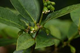 Image result for Cassipourea ndando