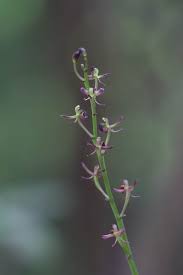 Image result for Liparis nervosa